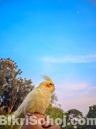 লুটিনো পার্ল টেম ককাটেল পাখি